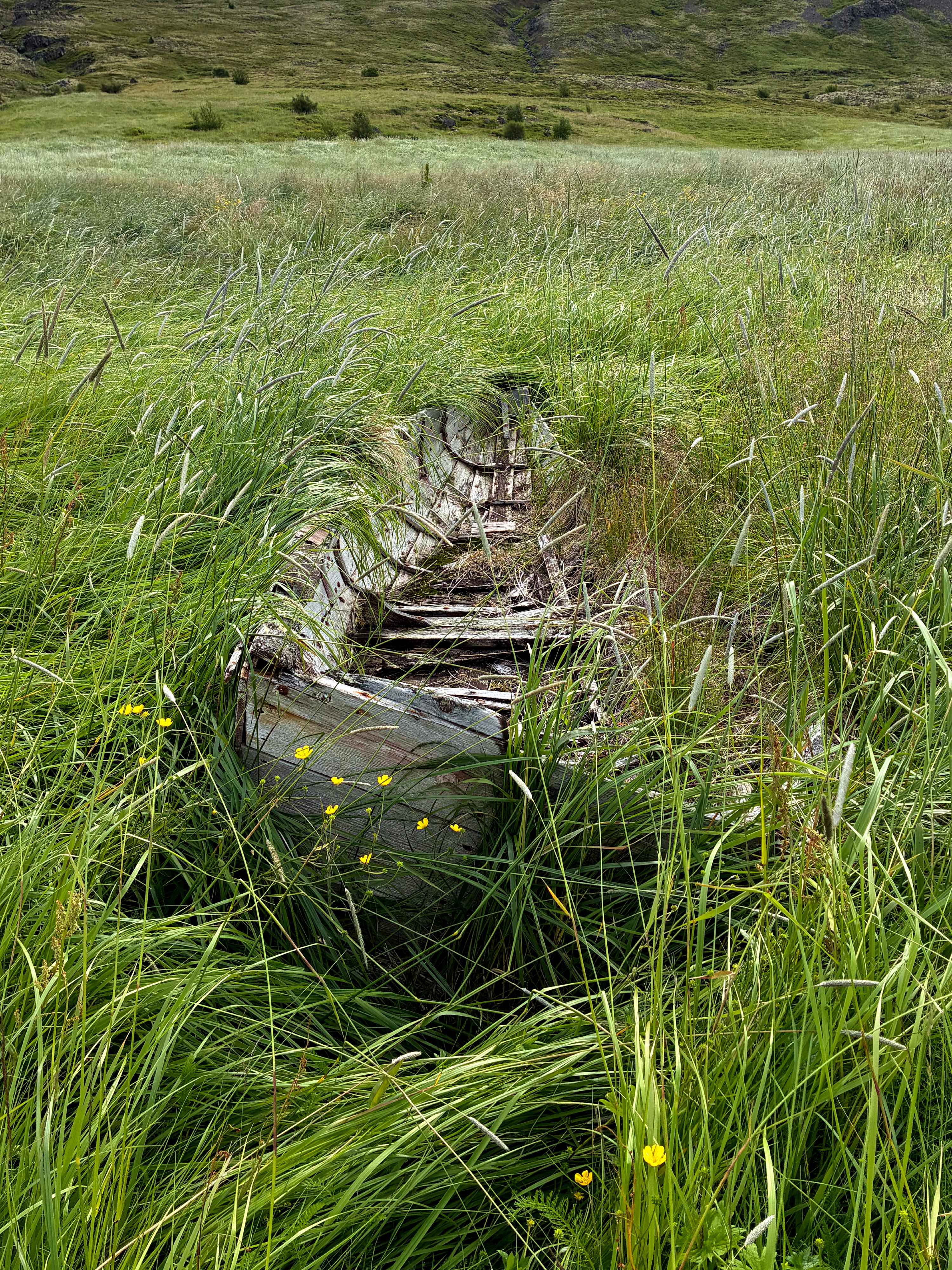 A very old boat covered with grass.